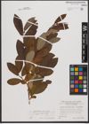 Foto von Salix appendiculata Vill.